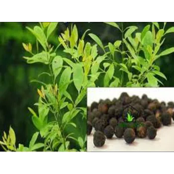 Excellent Sandalwood Plants